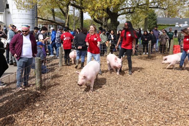 Students demonstrate their work with pigs on Rutgers Day