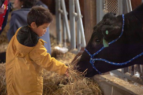 A child feeds hay to a black cow on Rutgers Day