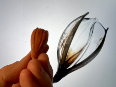 Image presents digital and physical recreations of the Silphium seed—widely regarded as the first documented case of botanical extinction as part of Sue Huang's laureate project, Bodies of Flora.